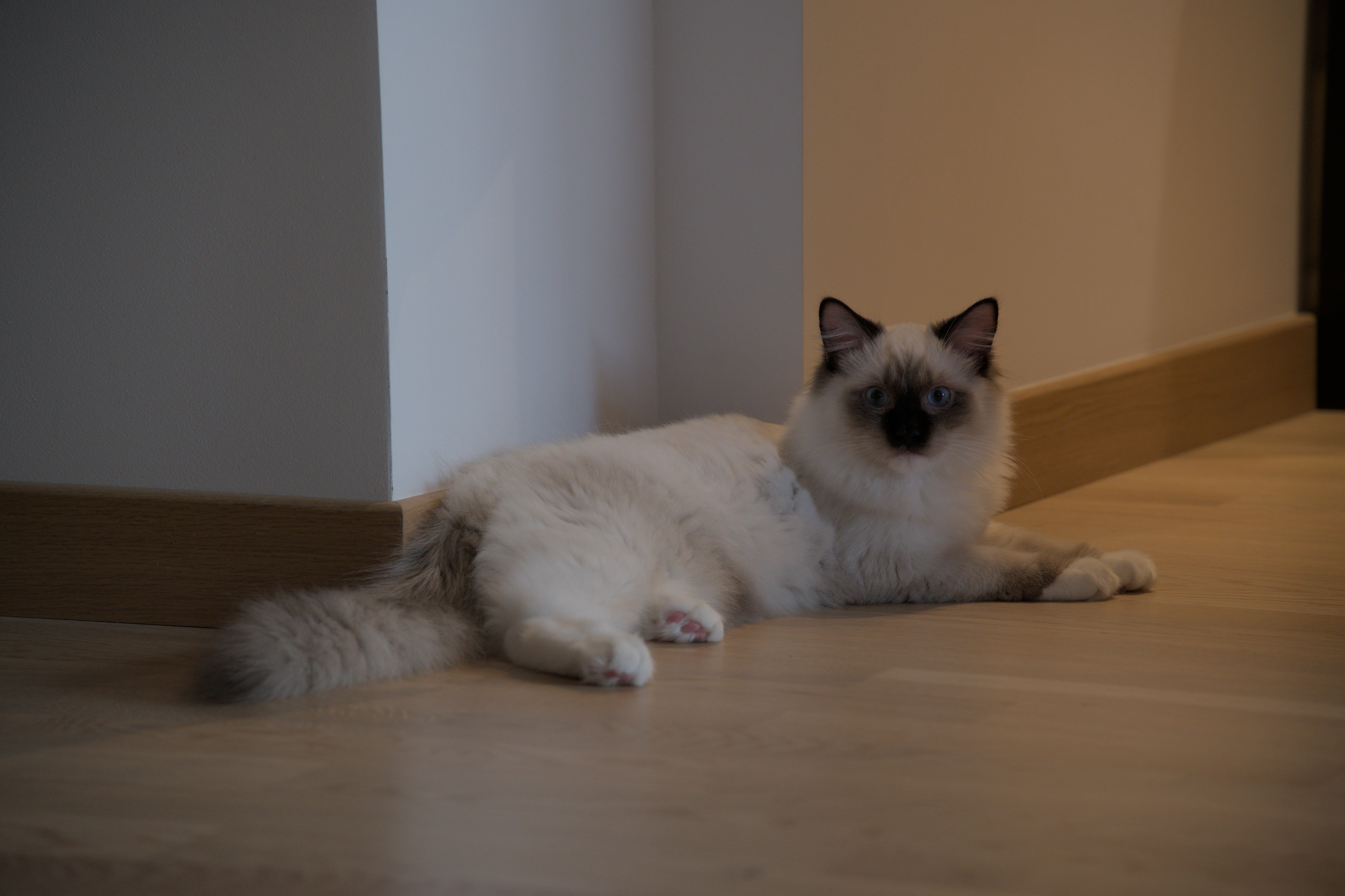 2025/10/12 - cats/DSC_0012.jpg